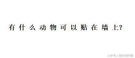 什麼動物可以貼在牆上|腦筋急轉彎 什麼動物能貼在牆上呢？好好想一想，你能想到什麼。